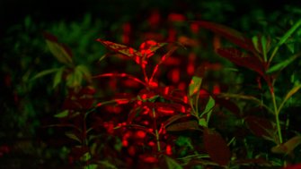 Foto Hunt me down 04