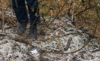 Foto Live Arts Week X 2021 25