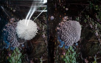 Foto Giungla da schermo 04